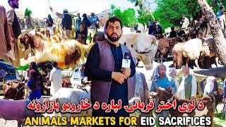 لوی اختر او د څارويو بازارونه او نرخونه  EID Cattle Afghanistan  4K