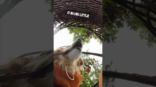 This dog picks oranges outside for his owner ️