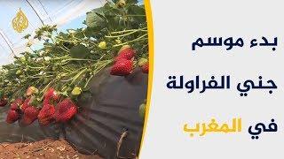 موسم جني الفراولة.. كنز التجارة والاقتصاد المغربي