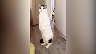 Funny Cute Dogs and cat Compilation 2018