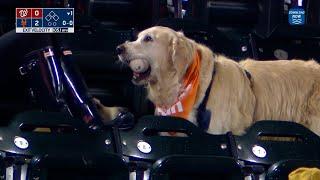 A GREAT play by a good boy This dog retrieves a HOME RUN ball at the Mets game