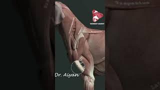 Brachiocephalicus muscle dog short