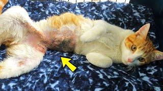 He was tortured. The poor kitten was discovered tied up and with serious injuries.