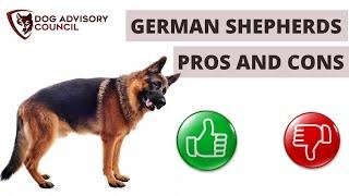 Pros and Cons of German Shepherds