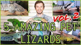 Five MORE of the Best Pet Lizards You Could Possibly Get