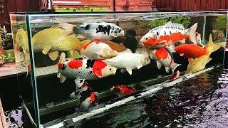 How To Keep Koi Fish In The Aquarium.