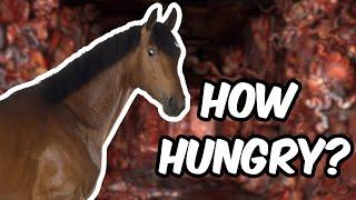 Horse Meat Vending Machine