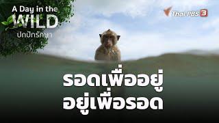 รอดเพื่ออยู่ อยู่เพื่อรอด  A Day in the WILD