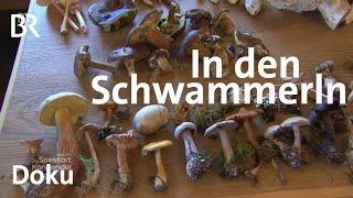 Pilze sammeln Paul Enghofer in den Schwammerln  Zwischen Spessart und Karwendel  Doku  BR