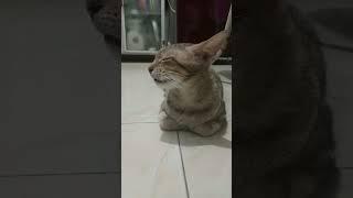 Kucing ngambek ngomel #faktakucing #kucing #kucinglucu #cat #catlover #kucingimut