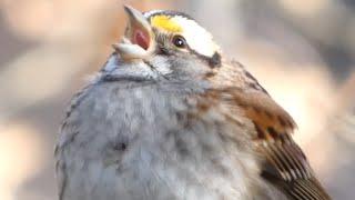 White throated sparrow bird song  call  sounds