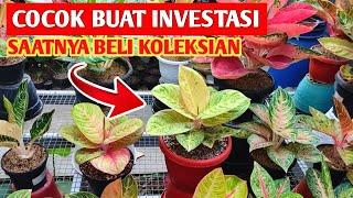 SAATNYA PUNYA KOLEKSIAN ‼️ Aglonema koleksi SIZE JUMBO cocok buat INVESTASI