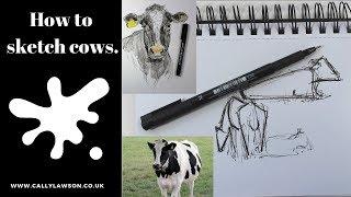 How to sketch cows from a distance tips on drawing cattle.