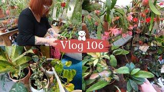 VLOG 106Du nouveau chez JARDINERIE BARATET  Jinstalle mes plantes  REMPOTAGE  Grosse floraison