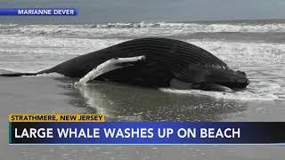 Large whale washes ashore