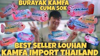 Review BEST SELLER LOUHAN KAMFA IMPORT THAILAND Dan HARGA BURAYAK KAMFA CUMA 50 RIBUAN DI SUNTER
