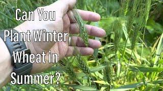 Plant Winter Wheat in Summer?