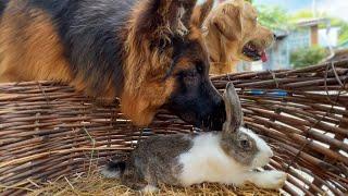 German Shepherd Puppy Meets a Bunny For The First Time