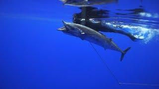 Top Spearfishing Moments with Cameron Kirkconnell Spearfishing