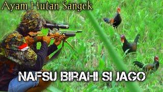 JINAK SEKALI ‼️ BERBURU AYAM HUTAN TERBARU 2023