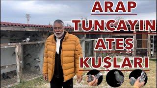 ATEŞ KUŞLARI - ARAP TUNCAY KÜMES ZİYARETİ