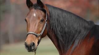 Horse Sounds for children neighing Whinying Snorting With Video And Pictures