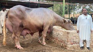 Biggest Udder and Most Expensive Ravi Buffalo 29 Kg Milk Record of Rana Umair Khan