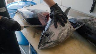 How to Fillet Bluefin Tuna