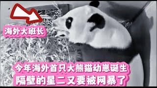 今年海外首只大熊猫幼崽诞生了，隔壁的星二又要被网暴了！