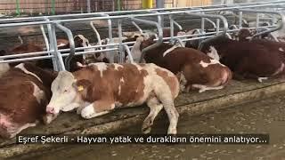 Hayvan Yataklarının ve Duraklarının Önemi