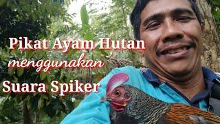 Pikat Ayam  Hutan Menggunakan  Suara Spiker.