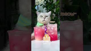 The Best Way To Make Pomegranate Juice  Chef Cat Cooking #tiktok #Shorts