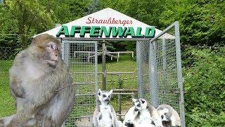 Im Affenwald Straußberg - Sondershausen in Thüringen 4K