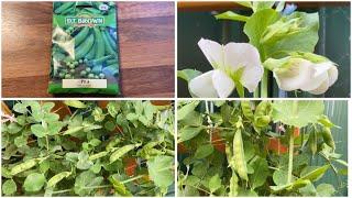 Cách trồng đậu Hà Lan từ hạt và trả lời các câu hỏi thường gặp  How to grow sugar snap peas