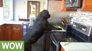 Giant Newfoundland demonstrates just how big he really is