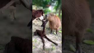 Capybaras and alpacas are natural friends 