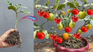 How To grow Tomatoes fruit with Round Eggplant and get the most fruit