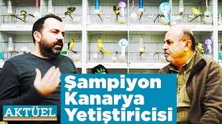 Kanarya Nasıl Yetiştirilir Aktüel Şampiyon Kanarya Yetiştiricisi Serhat Çetin Yaban Tv