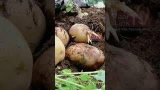 Petani Milenial Hasilkan Bibit Kentang Kualitas Unggul