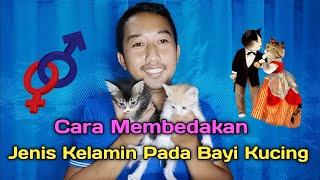 Cara Membedakan Jenis Kelamin Pada Bayi Kucing