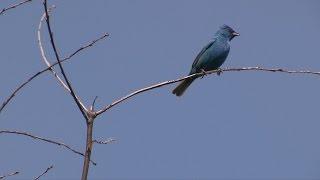 Indigo Buntings Songbirds at the Edge of the Woods--NARRATED