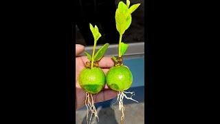 Unique technique of propagating guava#Flowers #composite #indoorplants #viralvideoシ #lemon #garden