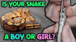How to Sex your Snake Visually Popping and Probing