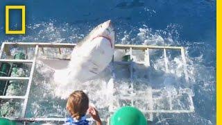 Diver Narrowly Escapes When Great White Shark Breaks Into Cage  National Geographic