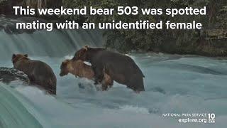 Brown Bears Mating at Brooks Falls