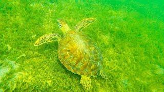 St. Kitts - Carambola beach snorkeling