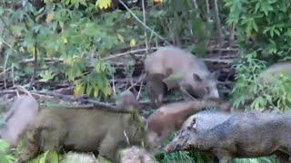 berburu babi hutan di spot kebon ubi warga bilang babi hutan nya besar besar semua tiga ekor.