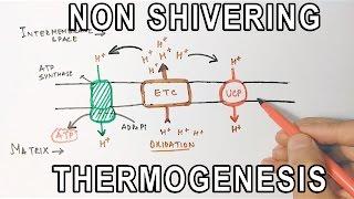 Mechanism of Non-Shivering Thermogenesis