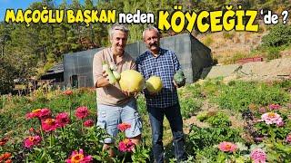 KÖYCEĞİZE YERLEŞEN eski belediye başkanı MAÇOĞLU bölgeye enerji getirdi