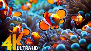 COLORS OF THE SEA 4K 60FPS - The World Of Sea Jellyfish Tropical Fish & Coral Reefs